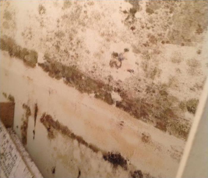 mold damage on a tan wall